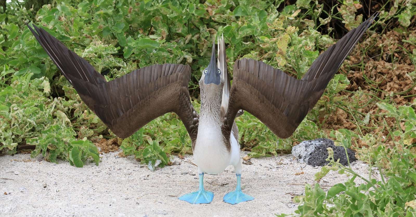Blue-footed booby, Galapagos Islands, Ecuador.